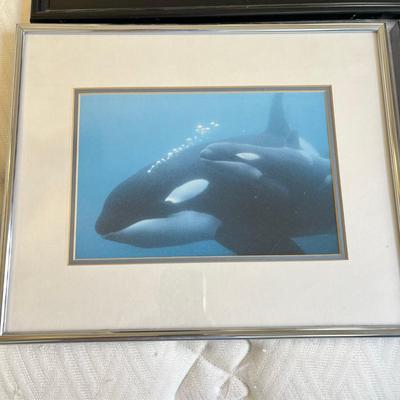 Whale Prints