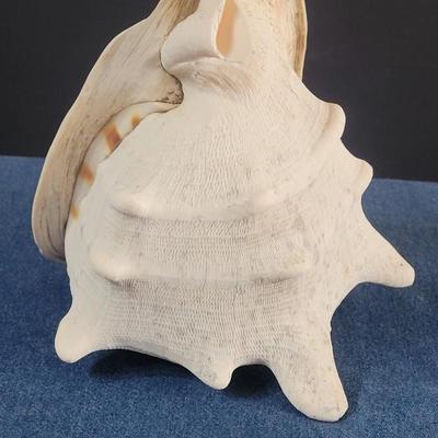 85: Carved Conch Shell Lamp Shade