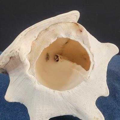 85: Carved Conch Shell Lamp Shade