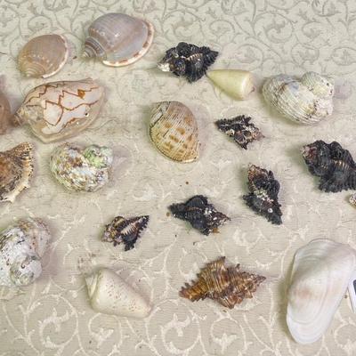 Sea Shells