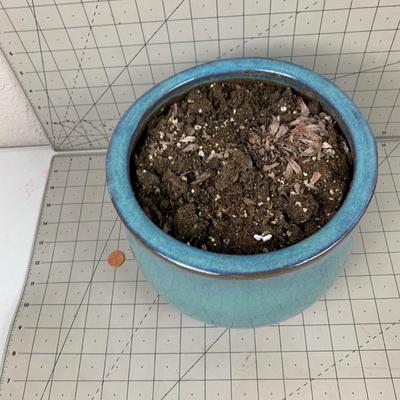 #104 Blue Planter Pot With Soil 