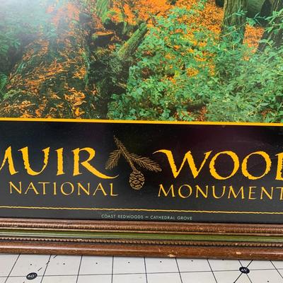 #118 Muir Woods National Monument Framed Print