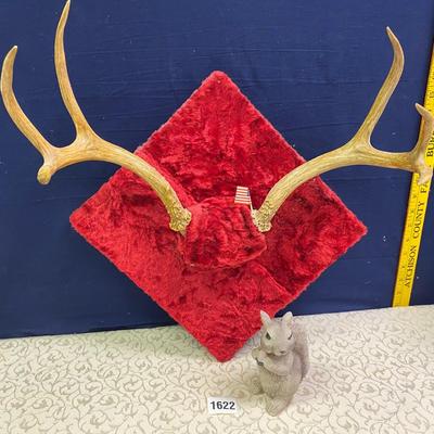 6 point Squirrel