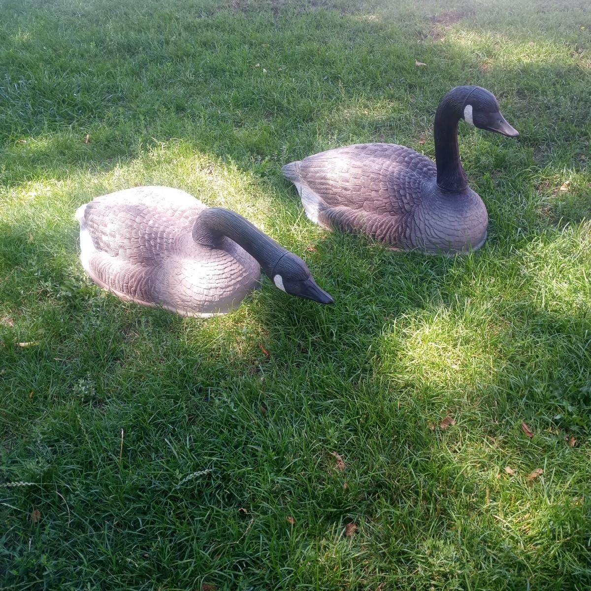 Two dozen duck decoys