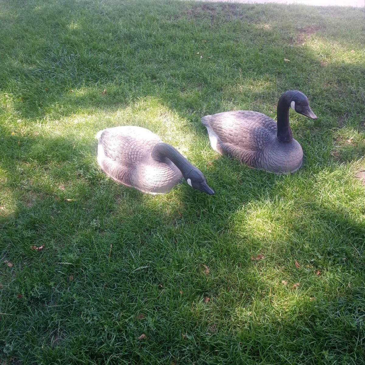 Two dozen duck decoys