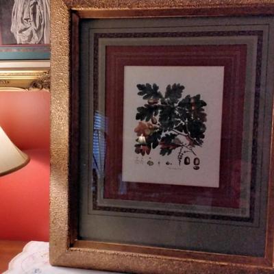 Gorgeous Acorn Tree Anatomy Print Professionally Framed