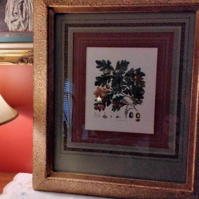 Gorgeous Acorn Tree Anatomy Print Professionally Framed