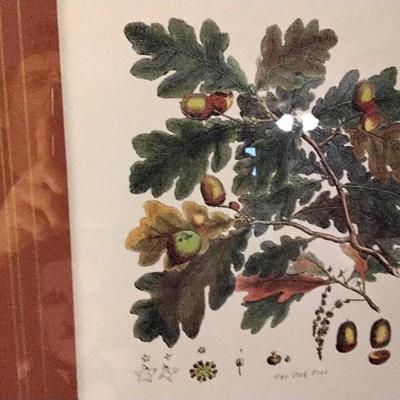 Gorgeous Acorn Tree Anatomy Print Professionally Framed