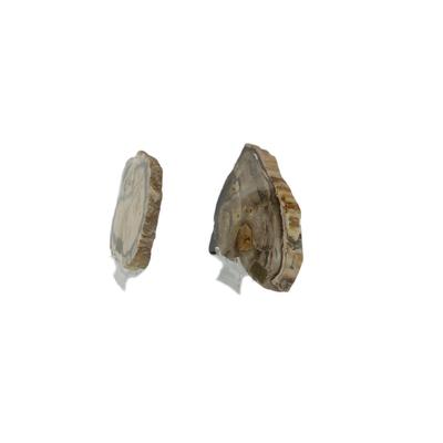Petrified Sequoia and Cypress