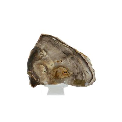 Petrified Sequoia and Cypress