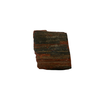 Petrified Wood Fossils