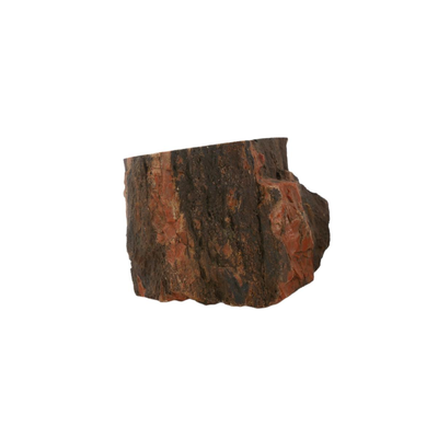 Petrified Wood Fossils