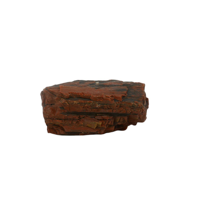 Raw Petrified Wood Fossils