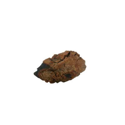 Raw Petrified Wood Fossils