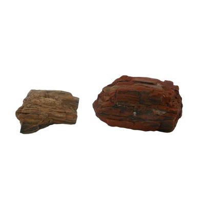 Raw Petrified Wood Fossils
