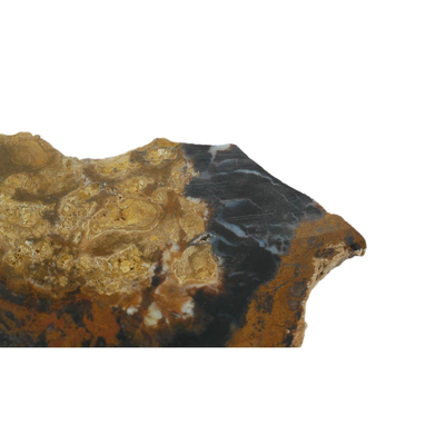 Colorado Petrified Wood Fossil