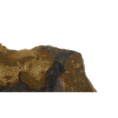 Colorado Petrified Wood Fossil