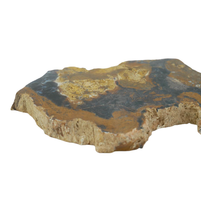 Colorado Petrified Wood Fossil