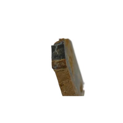 Colorado Petrified Wood Fossil
