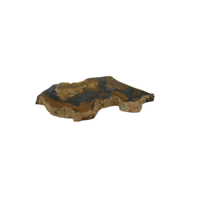 Colorado Petrified Wood Fossil