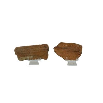 Fossilized Specimens
