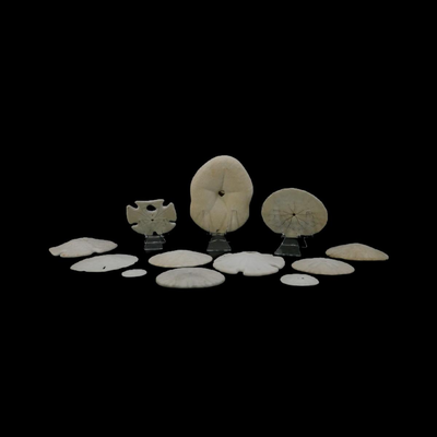 Assorted Natural Sand Dollars and Sea Buscuit
