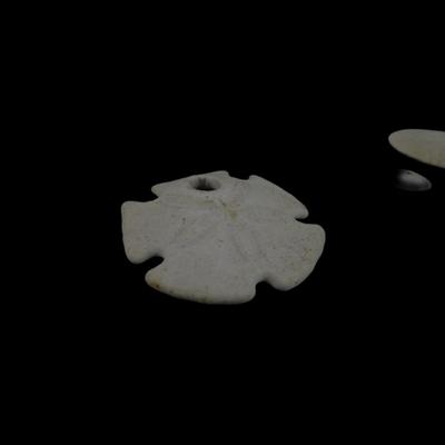 Assorted Natural Sand Dollars and Sea Buscuit