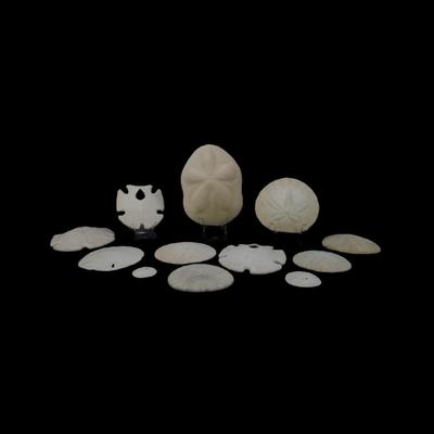 Assorted Natural Sand Dollars and Sea Buscuit