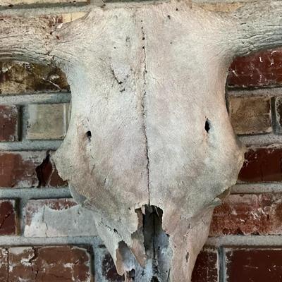 Vintage Cow Skull with Horns