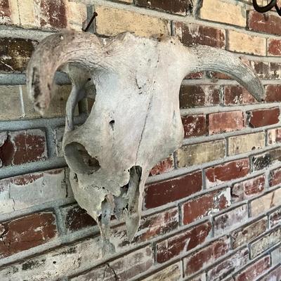 Vintage Cow Skull with Horns