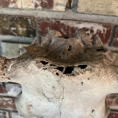 Vintage Cow Skull with Horns