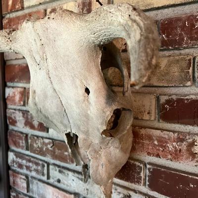 Vintage Cow Skull with Horns