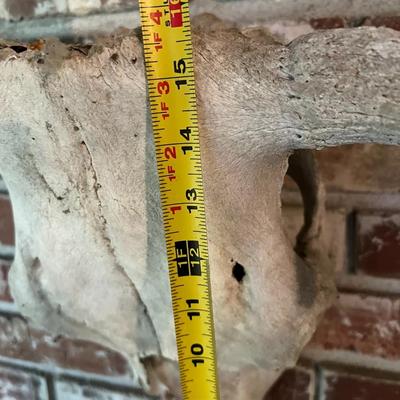 Vintage Cow Skull with Horns