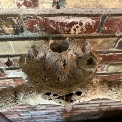 Vintage Cow Skull with Horns