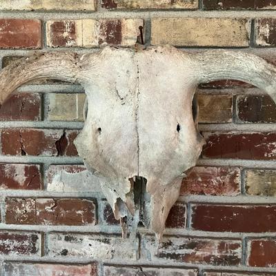 Vintage Cow Skull with Horns