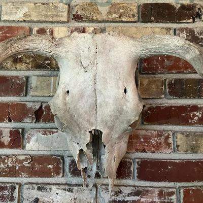Vintage Cow Skull with Horns