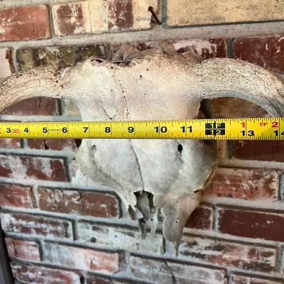 Vintage Cow Skull with Horns