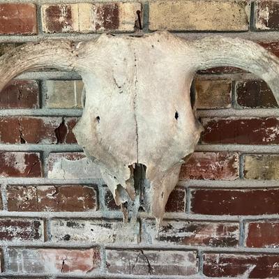 Vintage Cow Skull with Horns