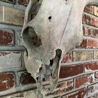 Vintage Cow Skull with Horns