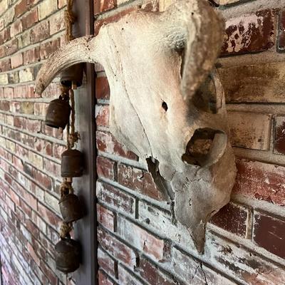 Vintage Cow Skull with Horns