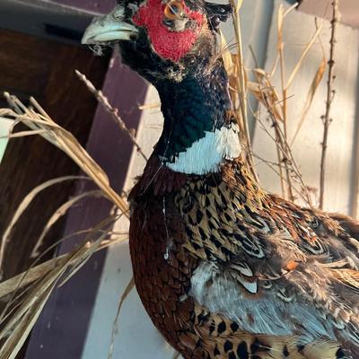 Vintage Taxidermy Mounted Pheasant Bird on Branch