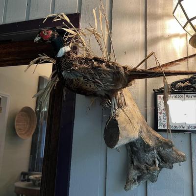 Vintage Taxidermy Mounted Pheasant Bird on Branch