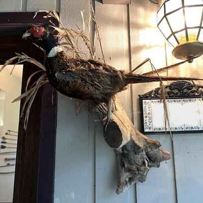 Vintage Taxidermy Mounted Pheasant Bird on Branch
