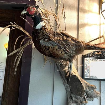 Vintage Taxidermy Mounted Pheasant Bird on Branch