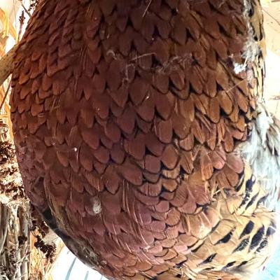 Vintage Taxidermy Mounted Pheasant Bird on Branch