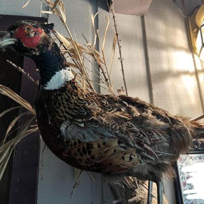 Vintage Taxidermy Mounted Pheasant Bird on Branch