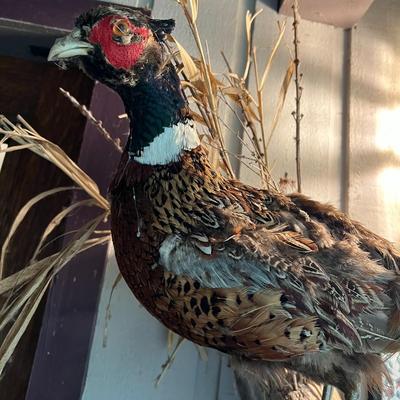 Vintage Taxidermy Mounted Pheasant Bird on Branch