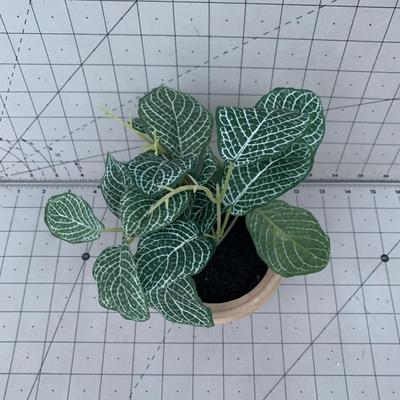 #42 Decorative Plant