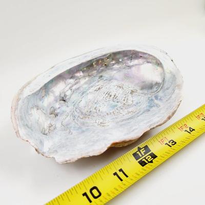 LARGE MOTHER OF PEARL ABALONE SHELL