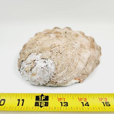 LARGE MOTHER OF PEARL ABALONE SHELL